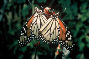 Reserva de la Biósfera Mariposa Monarca - Instituto Regional del Patrimonio Mundial en Zacatecas